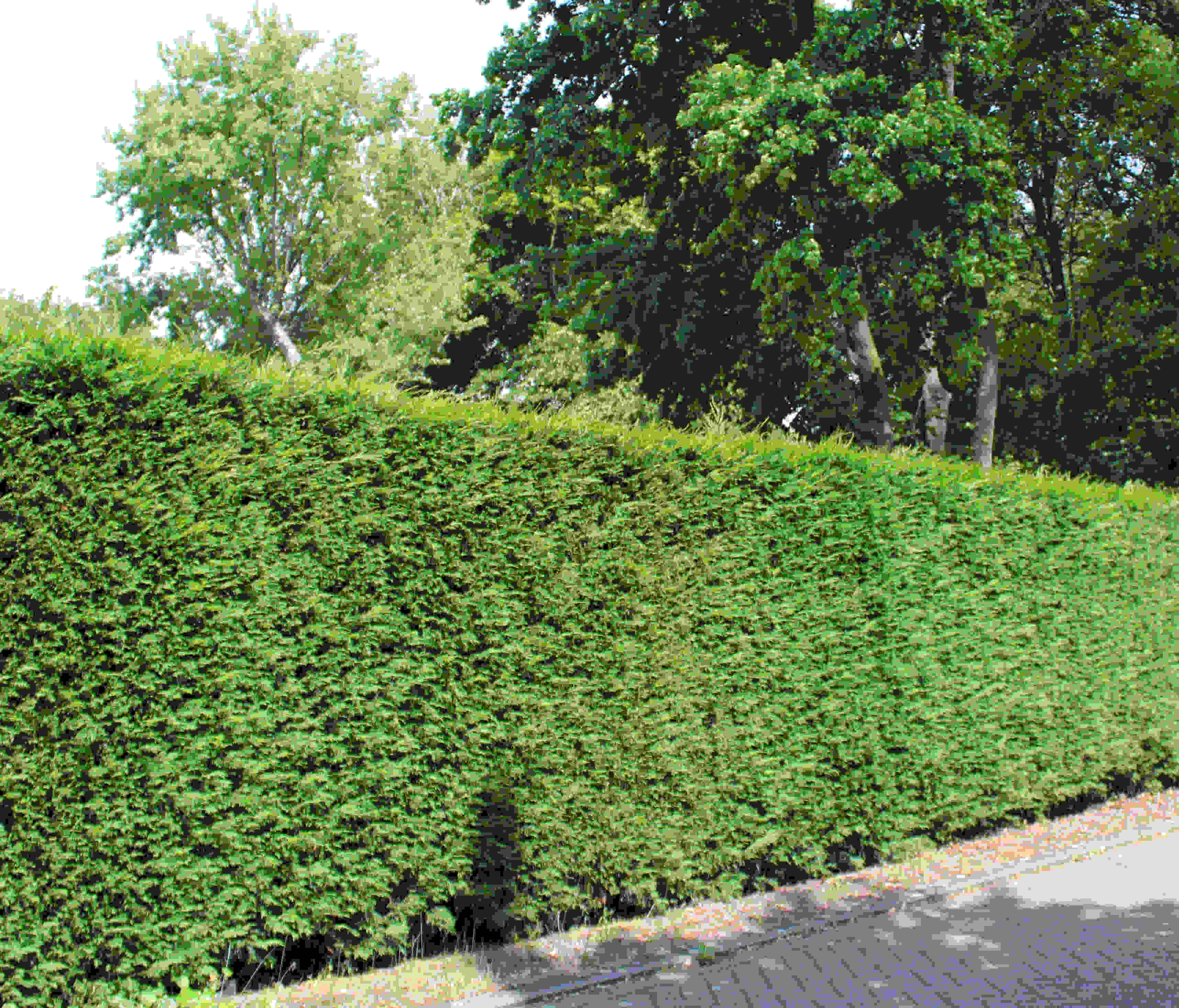Thuja occidentalis 'Brabant' Thuja occidentalis 'Brabant'