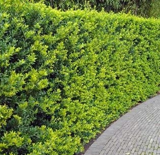 Thuja Brabant kopen