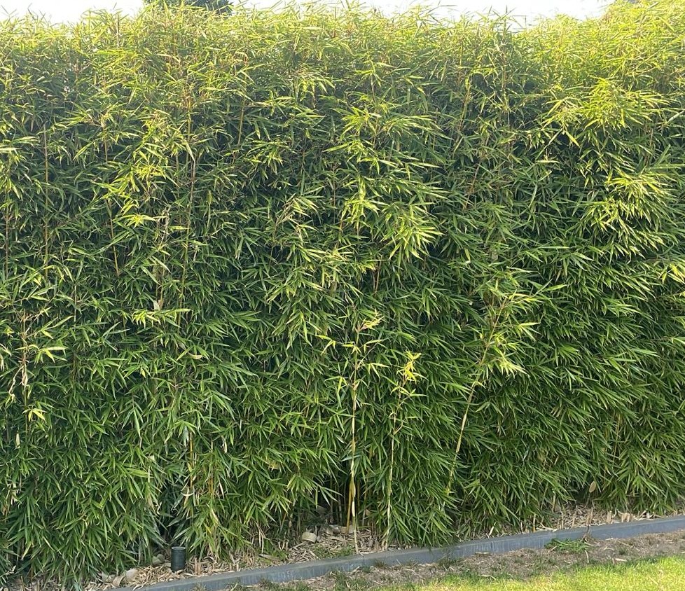 Thuja Brabant