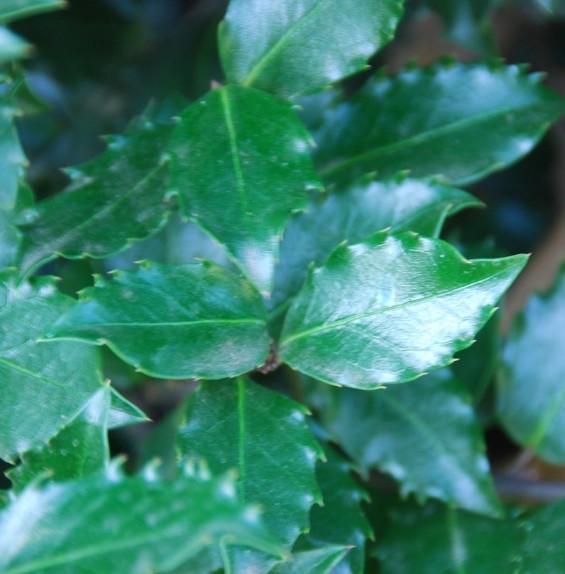 Thuja occidentalis ‘Brabant’