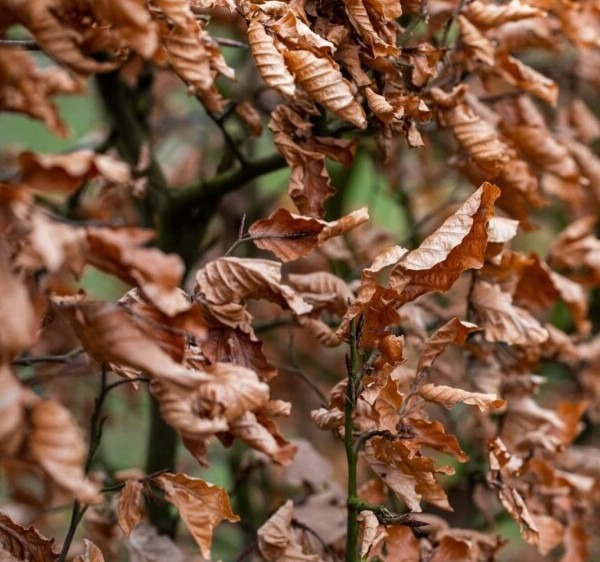 Thuja occidentalis ‘Brabant’
