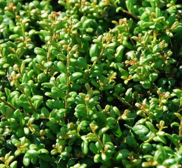 Thuja occidentalis ‘Brabant’