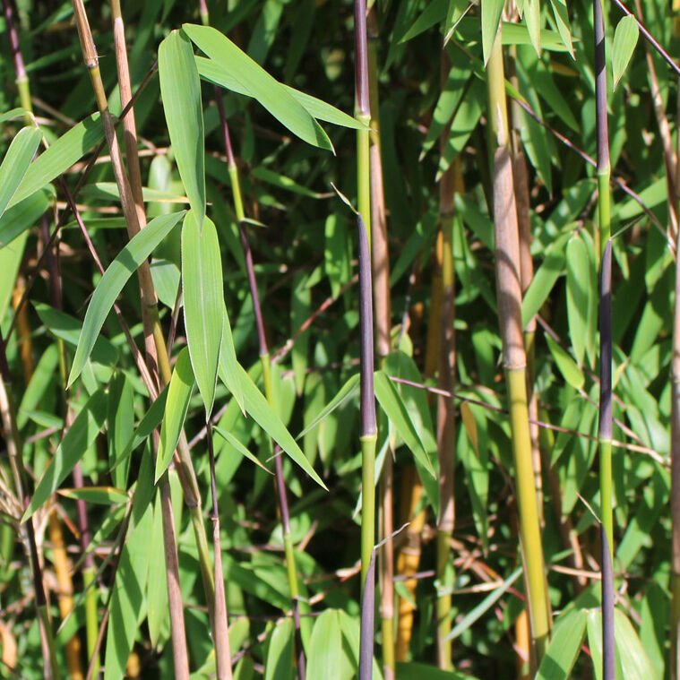 Roter Bambus