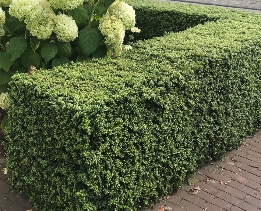 Thuja Brabant kopen