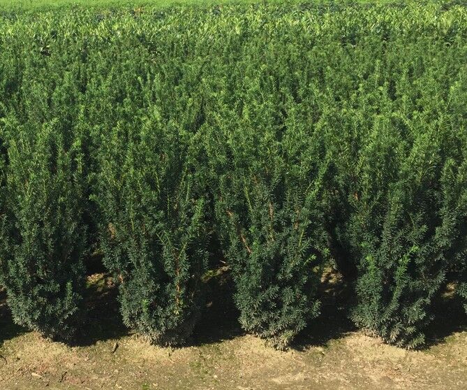 Taxus baccata