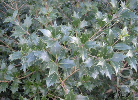 Thuja occidentalis ‘Brabant’